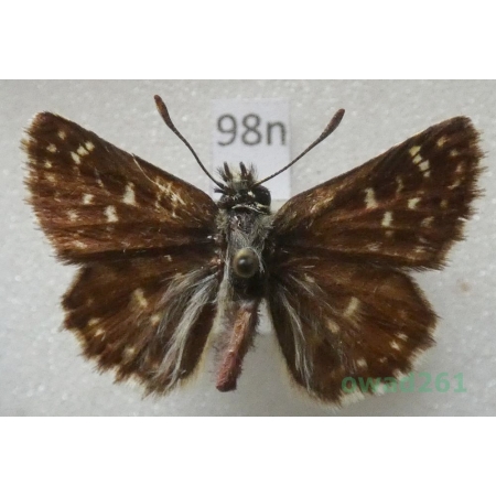 Spialia orbifer (Hübner, 1823) Ukrain98n